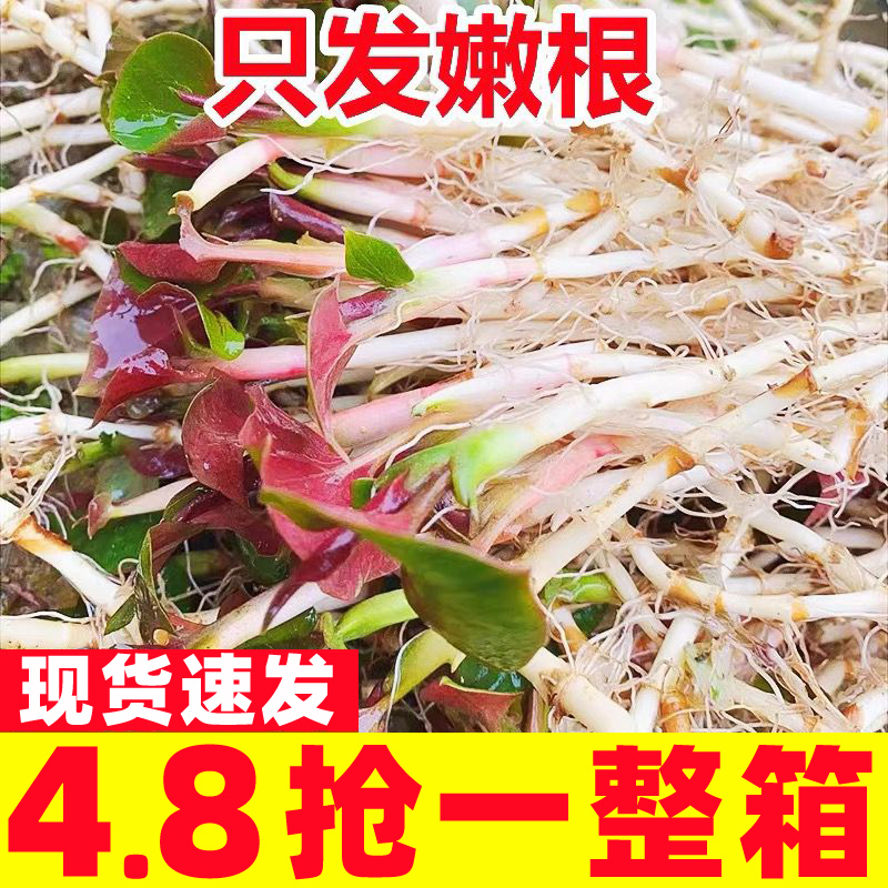 2025农家现挖折耳根嫩根