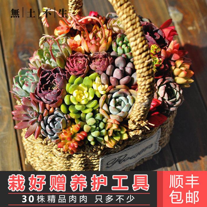 多肉礼盒多肉植物组合盆栽女神节礼物多肉组合花篮套装成品顺丰