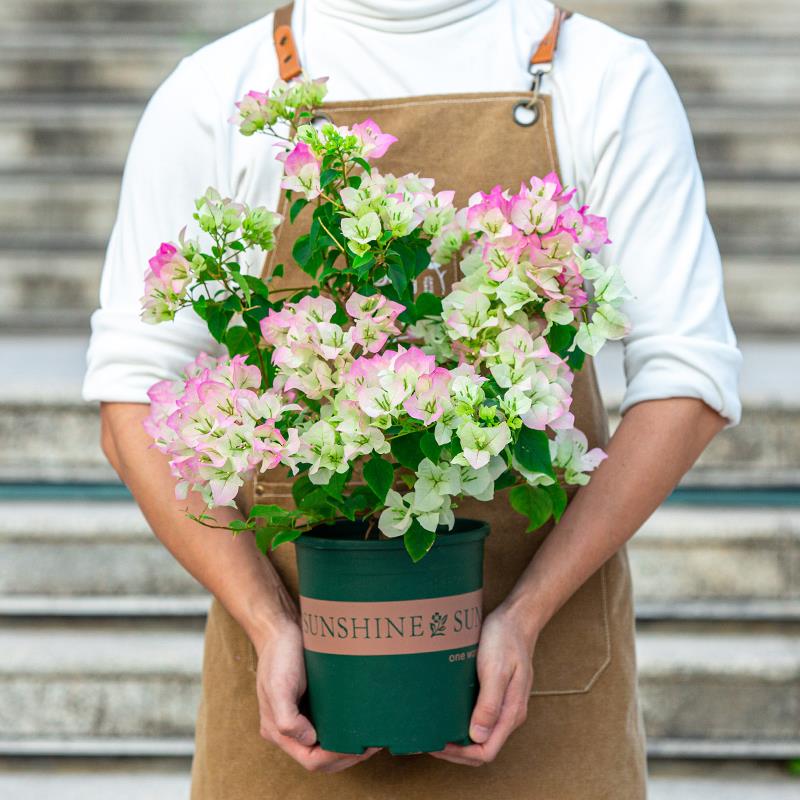 绿樱三角梅盆栽带花苞老桩花苗四季开花室内阳台室外植物绿植花卉