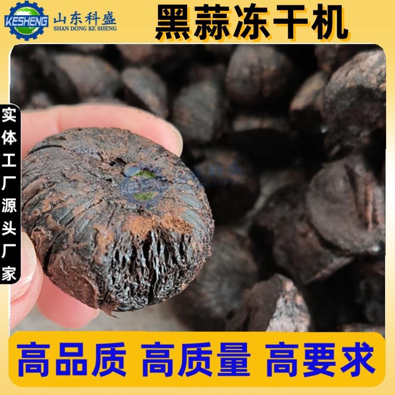 大蒜冻干机 冻干黑蒜设备 无花果柠檬金桔真空冷冻干燥机