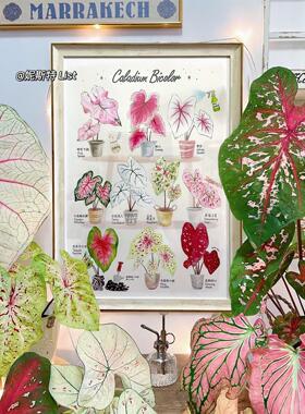 夏天的颜色-五颜六色的叶子芋头插图书b|框架植物画斯堪的纳维亚