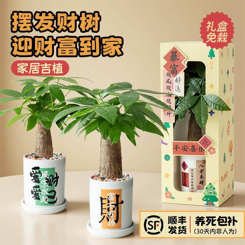 植季发财树小盆景办公室花卉绿植小盆栽客厅桌面摆件植物送礼四季