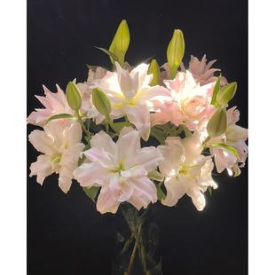 重瓣女神粉黛百合鲜切花家庭瓶插花云南基地鲜花直发鲜花快递同城