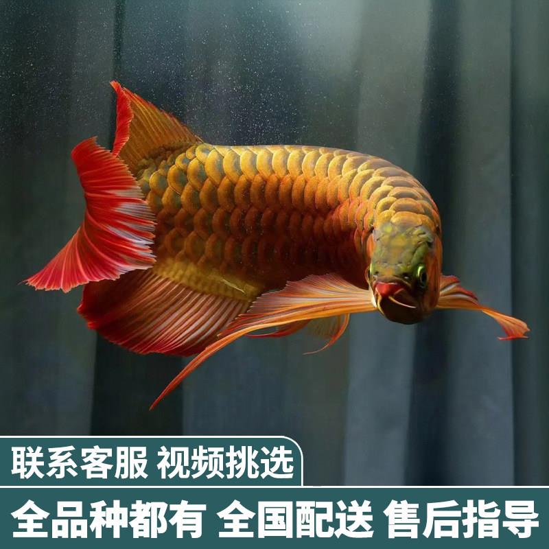 金龙鱼红龙鱼苗活体黄化银龙活鱼小鱼幼苗大型龙鱼幼鱼观赏鱼印尼
