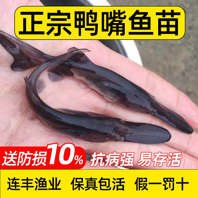 鸭嘴鱼苗淡水养殖鲟鱼苗鸭嘴观赏鱼幼苗水花鱼苗活体冷水淡水