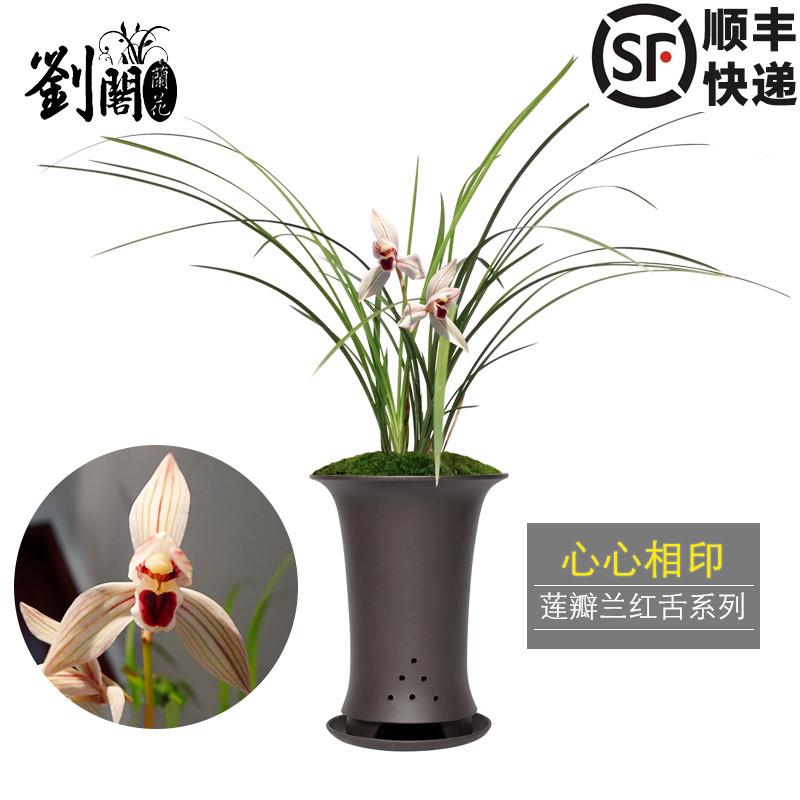 刘阁兰花 莲瓣兰荷瓣精品 心心相印 冬带花苞出售兰花苗花卉盆栽