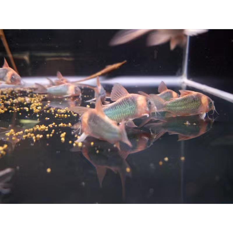 进口尼青鼠鱼稀有尼格罗青鼠鱼小型热带鱼底栖鱼清缸工具鱼翻砂鱼