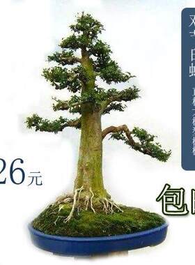 【大树型】对节白蜡直杆盆景素材桩地径2-4厘米小型盆景制作树桩