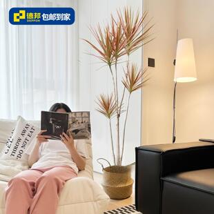 千年木北欧室内客厅七彩铁盆栽大型绿植网红龙须树多头龙血树植物