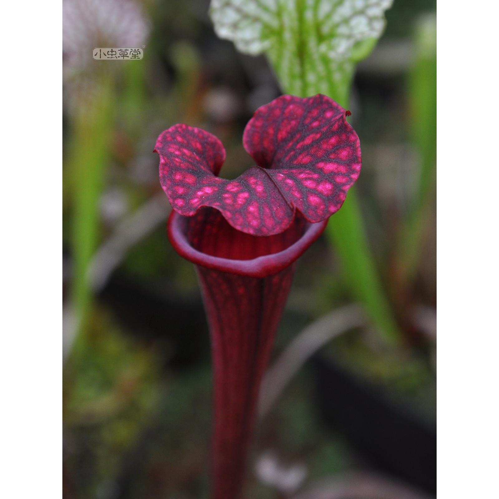 黑魅瓶子草小虫草堂食虫植物盆栽捕蝇草猪笼草红喉摩尔白瓶绿植吃