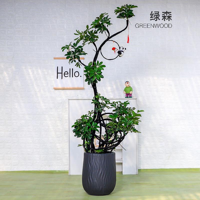 造型鸭脚木客厅盆栽八方来财高级鸭脚木鹅掌柴招财树乔迁新房植物