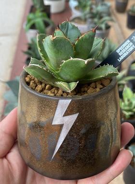 12潮流块根植物龙舌兰龟甲龙SRL花盆陶瓷NEIGHBORHOOD藤原浩