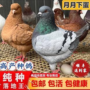 鸽子活一对公母大体落地王鸽种鸽元宝鸽下蛋繁殖观赏信鸽肉鸽幼鸽