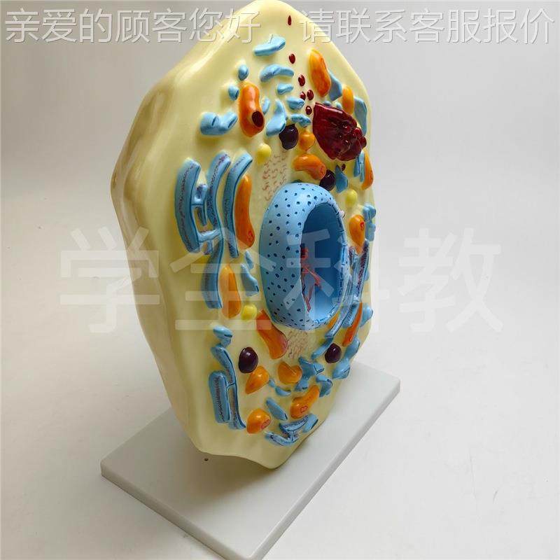 植物细粒胞型 显微构 解剖模型 细胞膜 结683细胞质 细胞核模 线