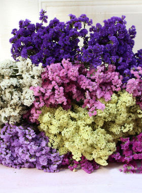 干花勿忘我称斤卖 1kg勿忘我干花花材自然花装饰花厂家