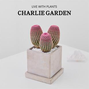 三头红太阳多肉仙人球室内四季好养盆景办公室桌面小型绿植物盆栽