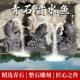 石雕流水吐水喷水鱼水池鱼池出水口摆件喷泉喷头景观庭院石头青石