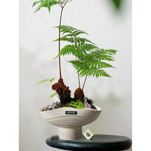 陶瓷花盆异形高脚简约蝴蝶兰专用阳台客厅大口径玄关家用兰花盆景