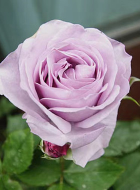 蓝色风暴花苗带花苞四季浓香玫瑰蔷薇大花易栽种好活欧月阳台庭院