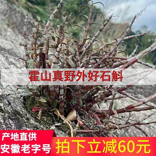 五年野外种植安徽霍山岩壁新鲜铁皮石斛鲜条500g铁皮石斛枫斗