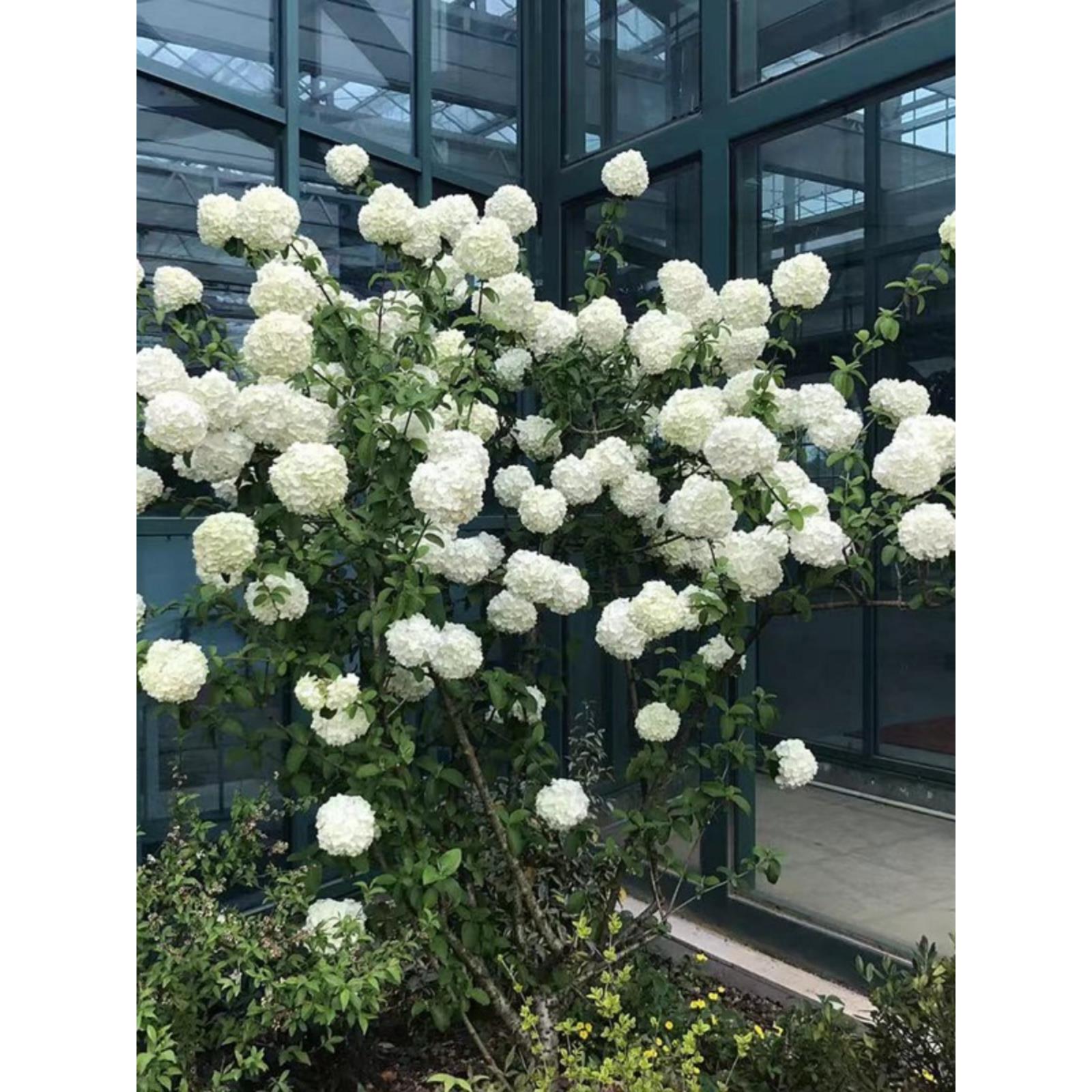 裸心花园中华木绣球斗球盆栽苗庭院树苗木本树绣球花花苗花卉植物