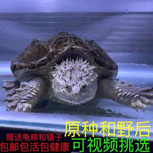 原种爆刺纯佛凶猛鳄鱼龟精品杂佛北美小鳄龟苗乌龟宠物龟活体包邮