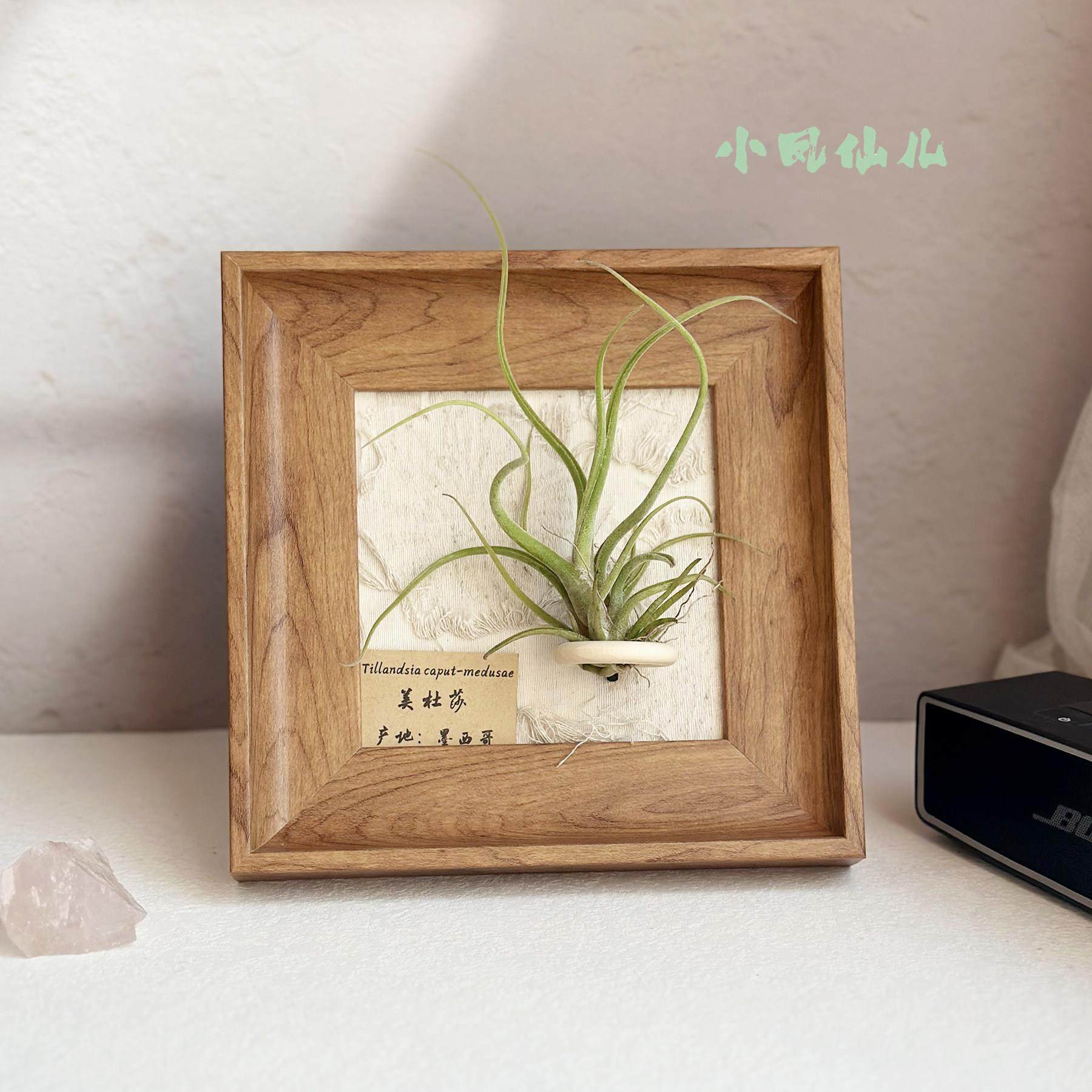 ins空气凤梨套餐懒人现代装饰画 画框覆古桌面室内挂墙原木色相框,鲜花速递/花卉仿真/绿植园艺,红掌/凤梨/温室花卉,淘宝优惠券,粉丝福利购,淘宝优惠卷