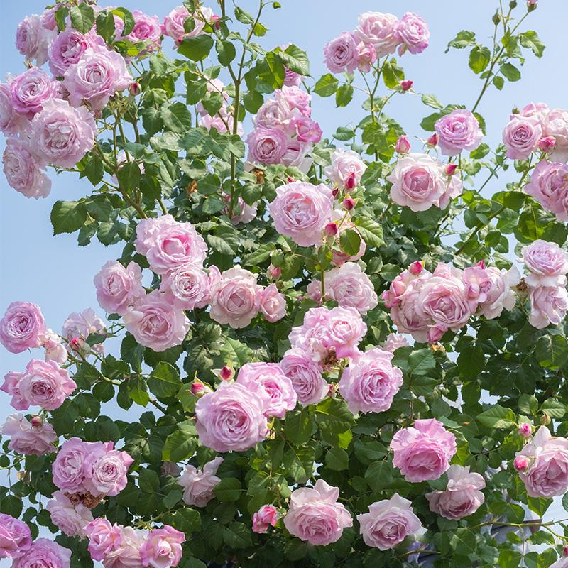 天狼月季芰荷自育浓香丰花易养护观赏性玫瑰植物花卉盆栽花苗