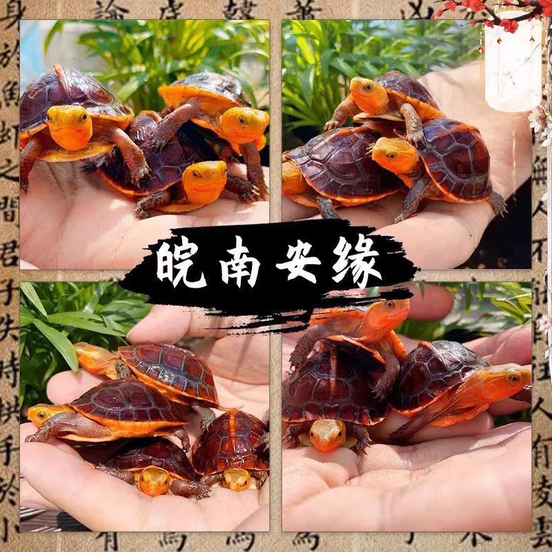 黄缘龟蛋皖南安徽缘浙缘大陆缘台缘高颜值半水可爱宠物龟蛋