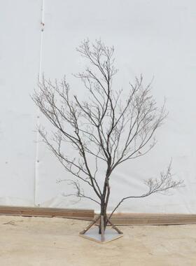 采购产品枯枝，自然枝，挂钟树，网红树，干花枝，园林绿化，手工