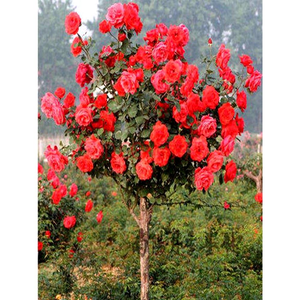 嫁接树桩月季花棒棒糖树大花朵粉色月季花苗特大花四季庭院老桩