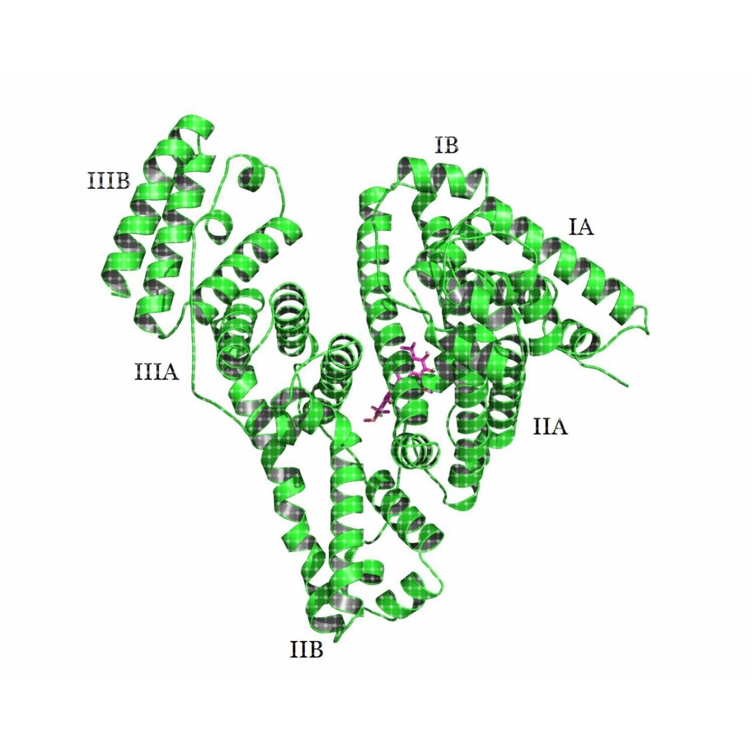 Molecular Docking分子对接 结果分析 点突变预测 服务费 代做