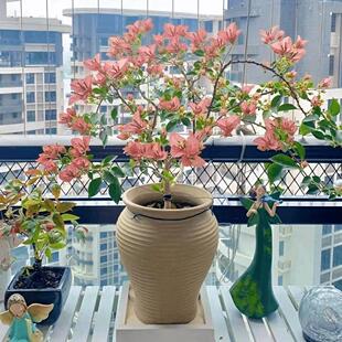 6【卡亚塔】三角梅盆栽室内阳台庭院好养花卉四季开花爬藤好养