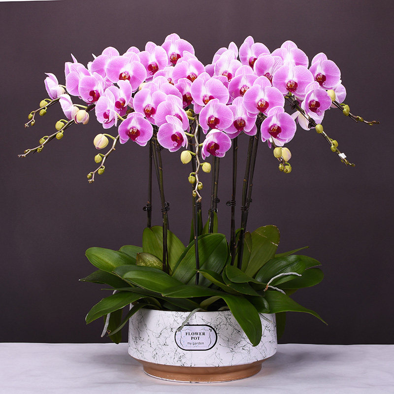 北京同城配送蝴蝶兰盆栽鲜花礼品真兰花盆景年宵室内客厅花卉