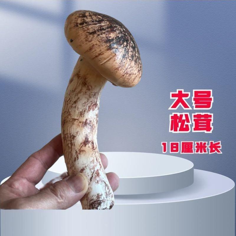 仿真野生菌假蘑菇模型松茸松露牛肝菌鸡枞羊肚菌黑虎掌干巴菌竹荪