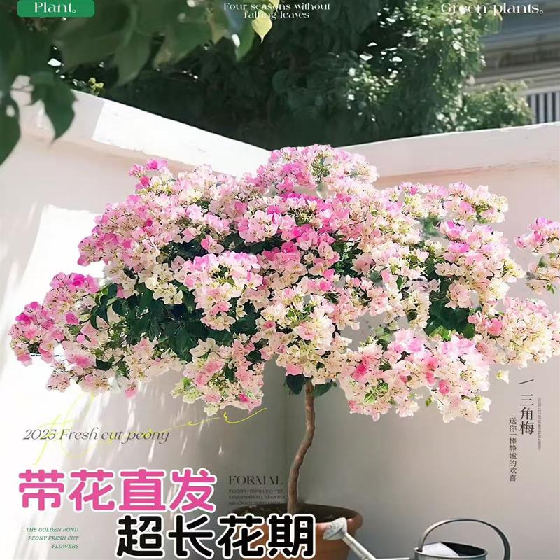 三角梅含盆带花发货四季赏花阳台室内绿樱三角梅造型盆栽老桩花卉