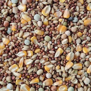 粮良德易鸽粮有玉米鸟食赛飞营养鸽子粮信鸽肉鸽饲料鸟食50斤包邮