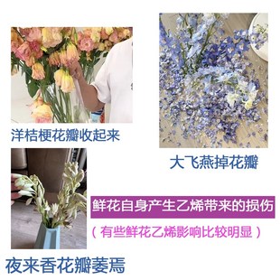 鲜花保鲜剂颜鲜乙烯剂避免掉花瓣大飞燕养护采后处理延长花期