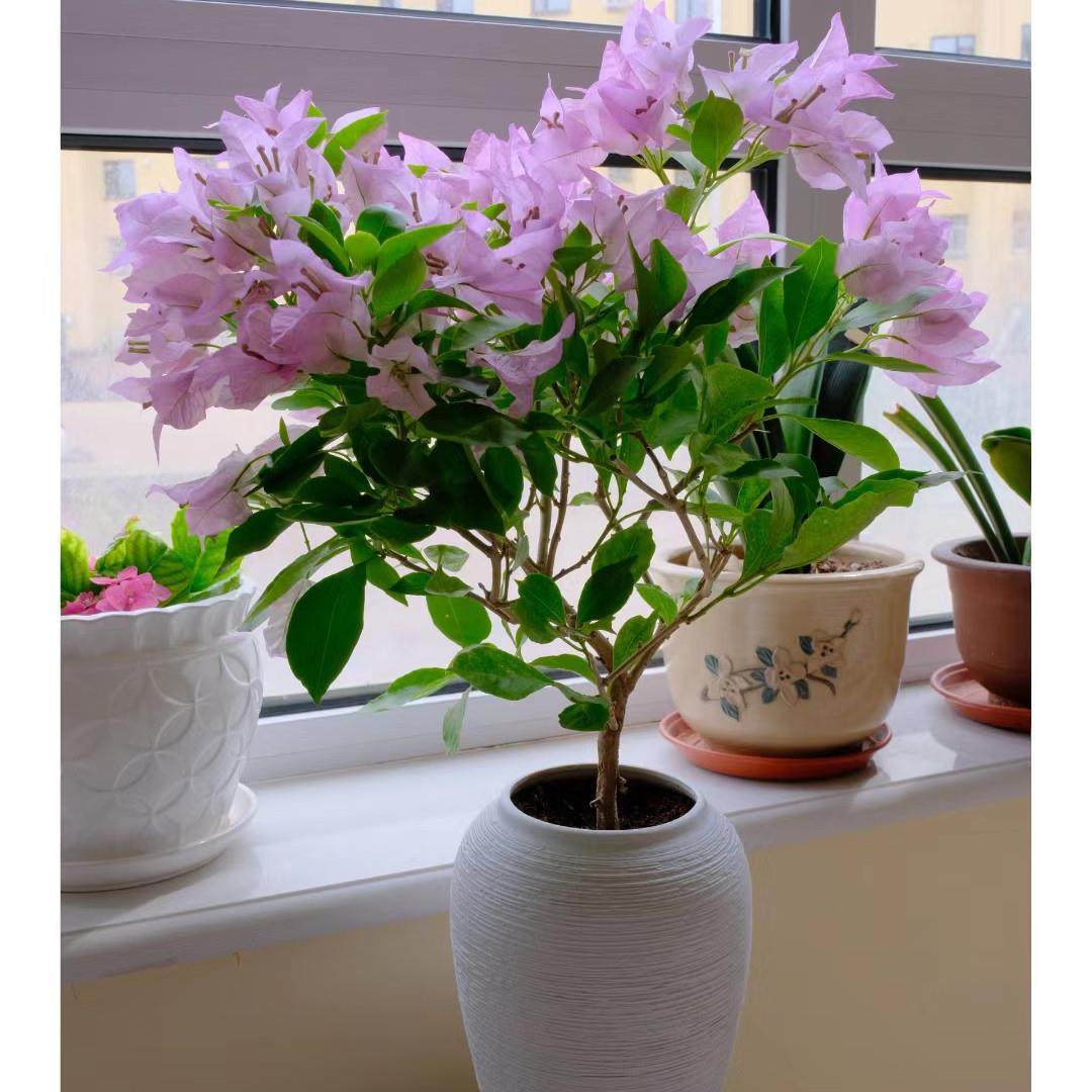 金夫人三角梅淡粉系大花朵盆栽带花原盆发货四季勤花老桩爬藤养护,鲜花速递/花卉仿真/绿植园艺,绣球/木绣球/木本植物,淘宝优惠券,粉丝福利购,淘宝优惠卷