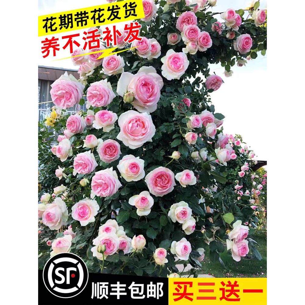 蔷薇花苗藤本月季特大花树庭院爬藤植物阳台花卉玫瑰盆栽多季开花