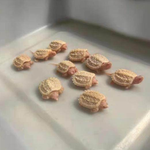 佛鳄白化鳄龟黄化受精孵化蛋招财镇宅乌龟蛋包受精蛋包孵化送工具,宠物/宠物食品及用品,龟/鳖,淘宝优惠券,粉丝福利购,淘宝优惠卷