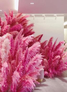 浅竺粉色苇花干芦商花景ZL-74268观束婚庆场橱窗装饰红色芦苇花室