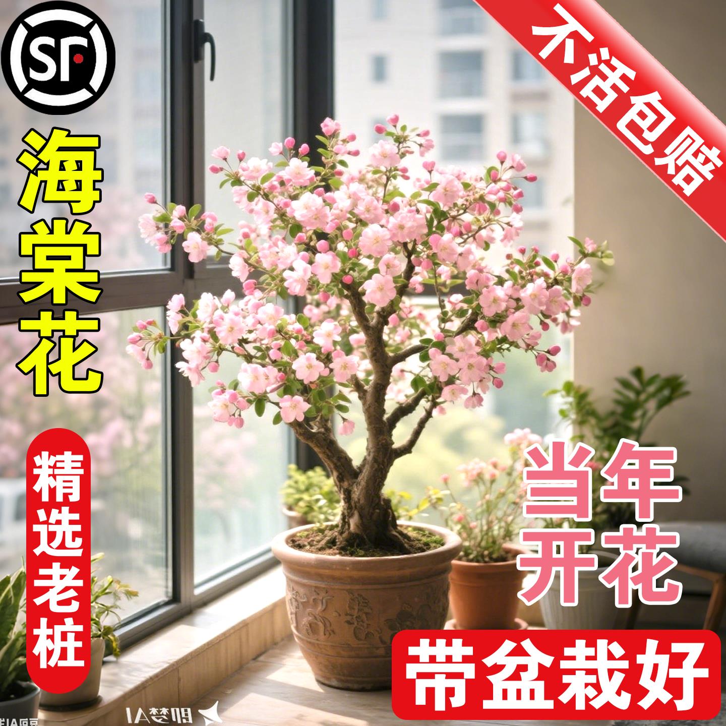 海棠花盆栽树苗盆景重瓣老桩庭院绿植物室内四季花卉开花好养