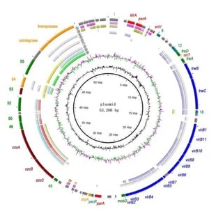 孟德尔随机化 TCGA/GEO数据 单细胞转录组 多组学分析