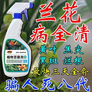 兰花黑斑病专用杀菌药治黄叶焦尖叶子发黄肥料烂根枯枝黑腐营养液