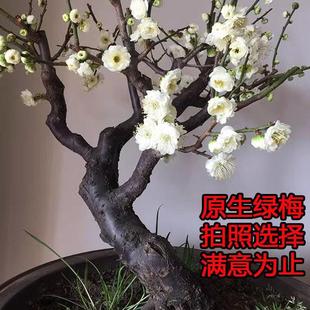 原生绿梅老桩带花苞盆栽梅花盆景树苗绿萼梅花实物图一物一拍