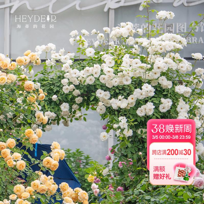 海蒂的花园藤冰山经典爬藤月季长势强壮花量大藤本拱门花卉盆栽