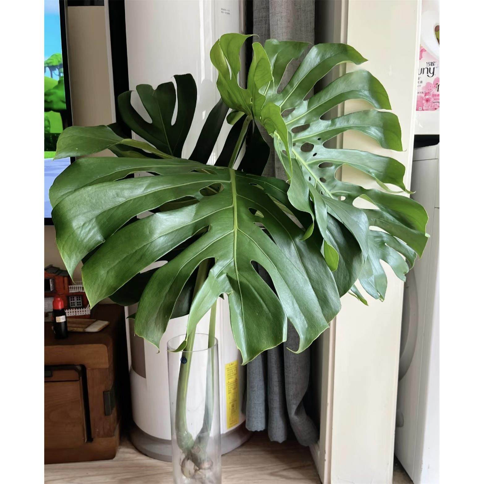 1.0-1.1米4片巨叶水培龟背芋老桩大叶片好养室内调性绿植可土培