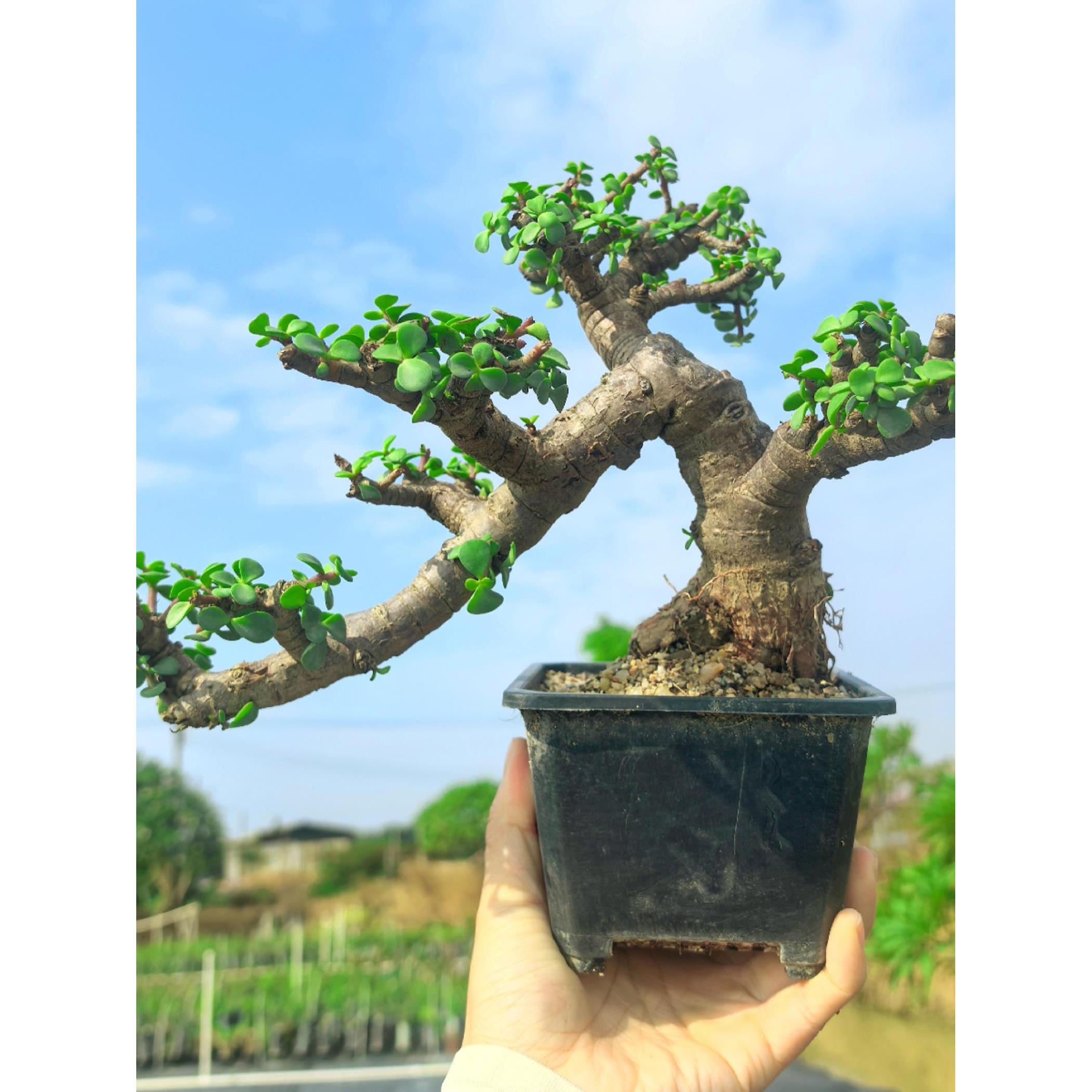 多肉植物金枝玉叶老桩大树型造型盆景一物一拍掌上精品艺术盆栽