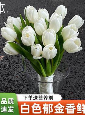 白色郁金香鲜花38节礼物花束水培家用客厅插花真云南基地直发顺丰